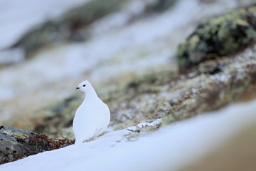 Rock Ptarmigan, Lagopus mutus, white bird sitting on the snow, bird in the nature habitat, Norway