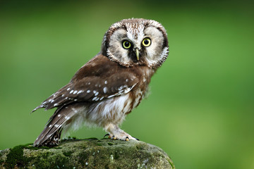 Small bird Boreal owl, Aegolius funereus, sitting on larch stone with clear green forest background