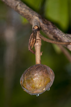 cachiman, corossolier r&eacute;ticul&eacute;, Annona reticulata, Madagascar