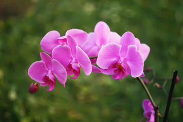 Fototapeta na wymiar Purple orchid flower