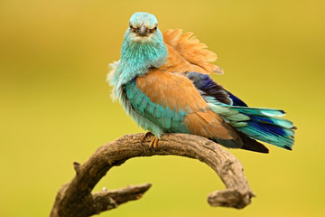 Nice colour light blue bird European Roller sitting on the branch with open bill, blurred yellow background