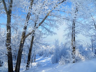 winter sky snow trees in the cold and snow