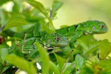 Iguana