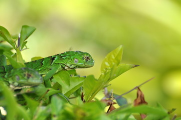 Green Iguana 