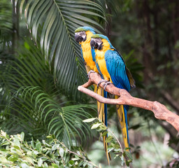 Colourful parrots bird sitting on the perch.