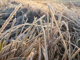 Fototapeta premium Beautiful frozen grass stems with crystals of hoar