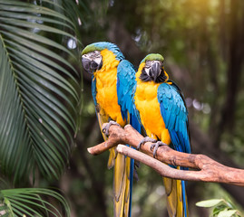 Fototapeta premium Colourful parrots bird sitting on the perch.