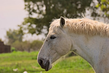 Obraz premium Big white horse on a field in Argentina