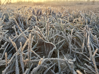 Beautiful frozen grass at the winter morning