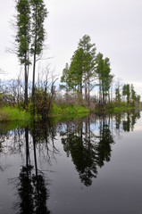 Fototapeta na wymiar Trees reflecting on water of swamp in America 