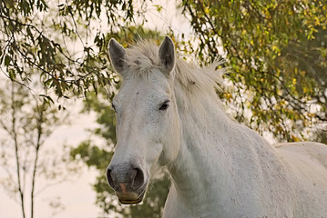 Obraz na płótnie Canvas Horse free on a field in Argentina