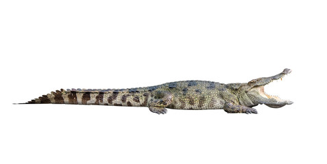 Crocodile de la faune bouche ouverte isolé sur fond blanc