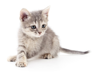 Obraz premium Small gray kitten.