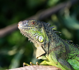 Green lizard standing on tree