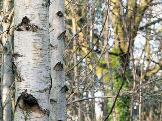 Silver birch trees on a sunny blue winters day in a park in Manchester