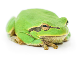 Green frog isolated.