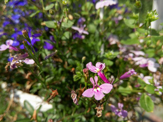 Beautiful little blue purple flowers in the garden