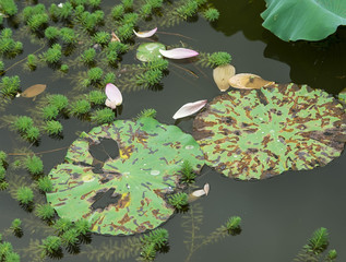 blooming lotus flower