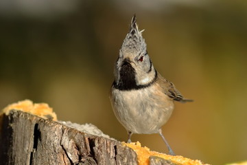 funny crested tit perched on stump