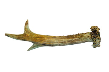 isolated roebuck horn