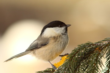 willow tit on fir twig
