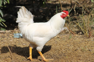 white chicken