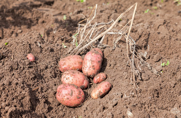 Freshly dug organic potatoes on the field in sunny day