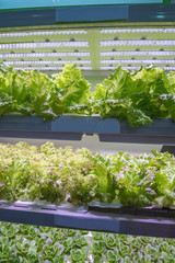 Organic hydroponic vegetable garden