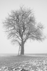 Baum im eisigen Nebel