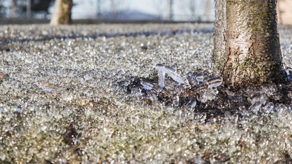 Icy frozen ground on a park with trees
