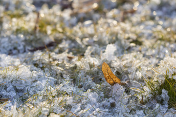 Frozen leaf on a winter landscape