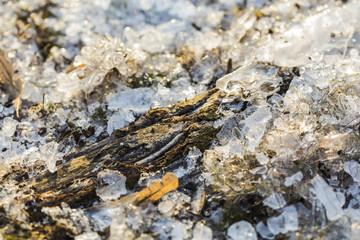 Close up of a frozen nature grass field with ice and herbs