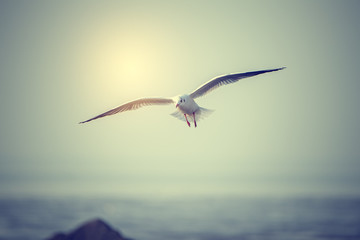 Obraz premium Sunset sky of light with seagulls in the air