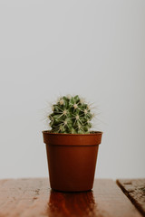 Small cactus at brown flowerpot on white background