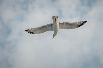 Seagull fly