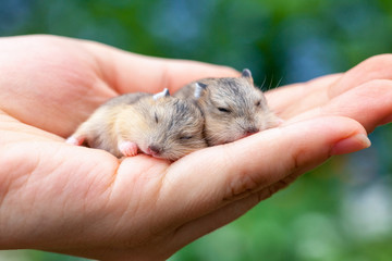 Person holding two cute sleeping baby hamsters in his palm outdoor