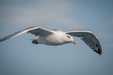 Seagull fly