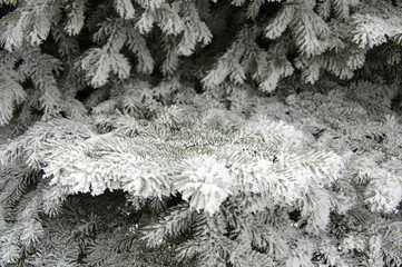 Fir-Tree under the Snow