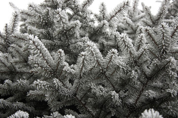 Frosty Fir-Tree