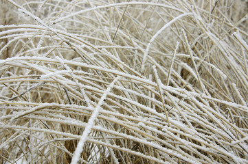 Frosty Grass
