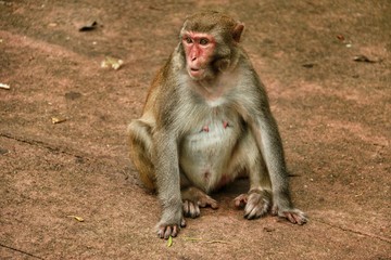 Monkeys of Hainan
