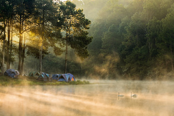 Fototapeta premium Beautiful landscape morning sunrise over stream and pine tree camping in lake with ray of light.