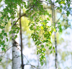 Obraz premium Młode pierwsze świeże zielone liście na gałęziach brzozy na wiosnę na naturze z bliska w słońcu.