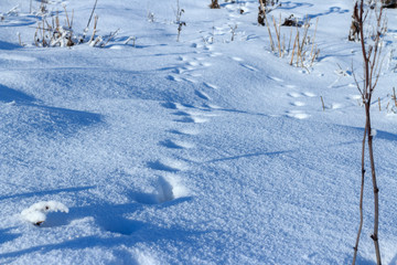 Fototapeta na wymiar Animal traces in fresh loose snow