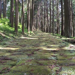 苔むす坂