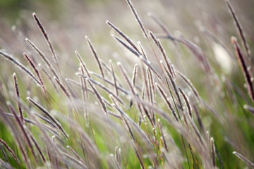 autumn reeds grass background texture