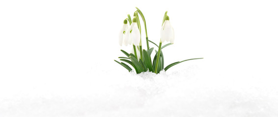 Snowdrop and snow.