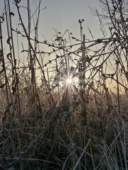 Beautiful morning sunrise through the frozen wild plants