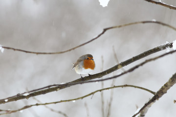 Robin - front view-side  