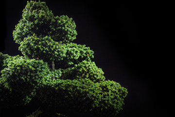bonsai Chamaecyparis pisifera'Squarrosa dumosa' on a black background
